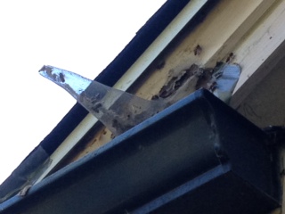 Bait out in the soffit