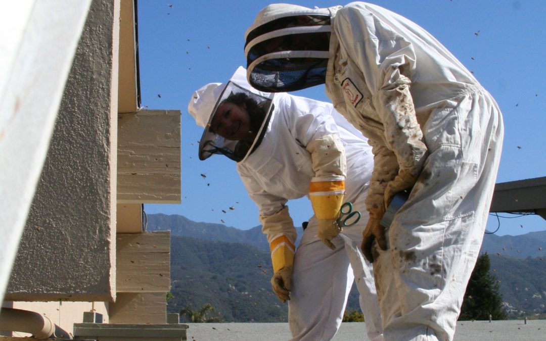 Bee Removal baitout at Carpinteria School District