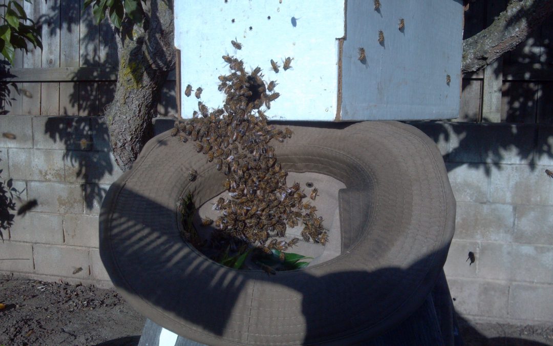 Caught a swarm in my hat