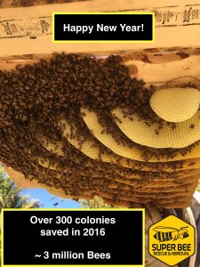 How to choose a professional to perform live bee removal