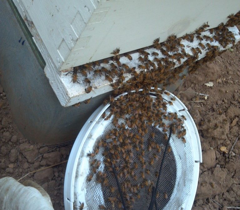 Last swarm of the year (2012)