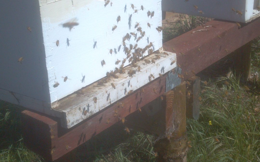 Spring has sprung and hive activity has been increasing every day