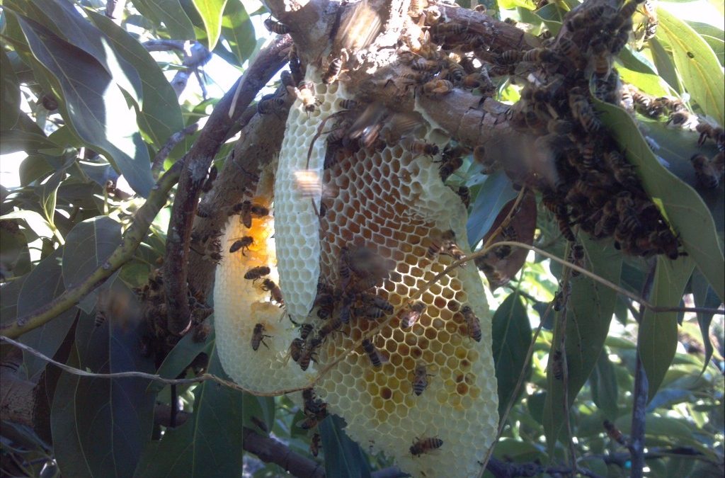 Swarm at the church with beautiful comb
