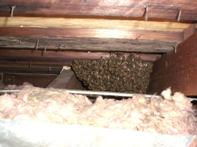 The First Swarm of the Year