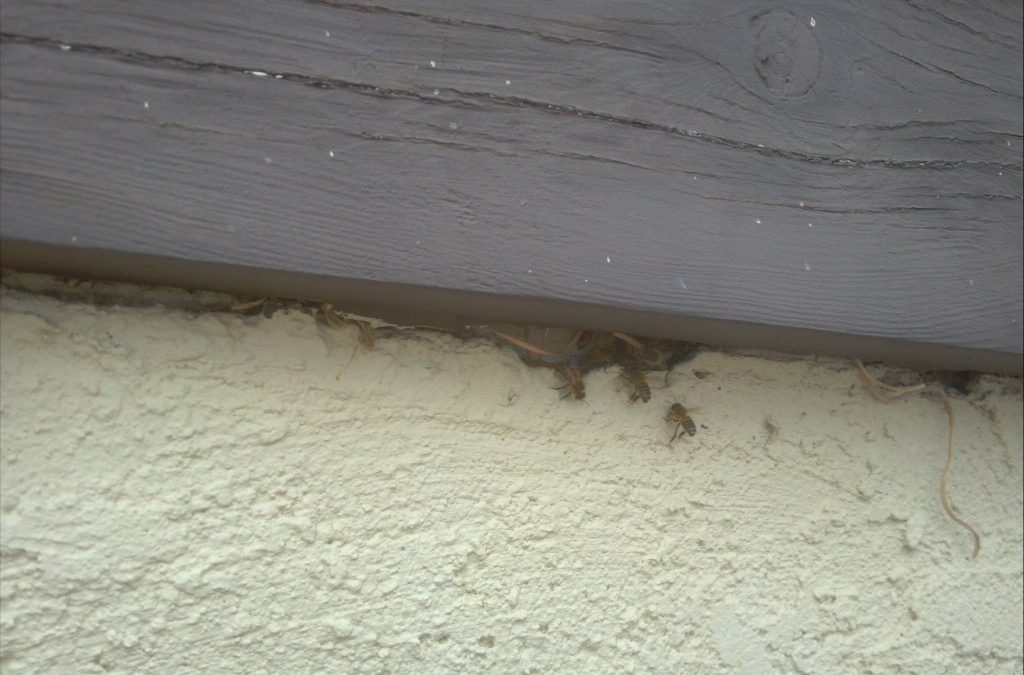 Trying to save bees under the eaves