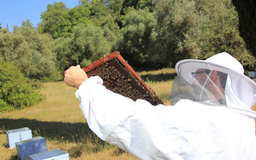 Bee keeper with bee colony