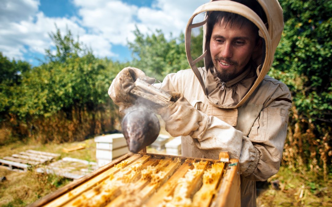 Beekeeper fumigates the beehive. Harvest honey in the apiary.