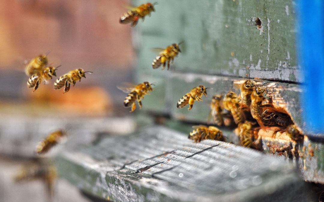 Super Bee Rescue Bee Hive