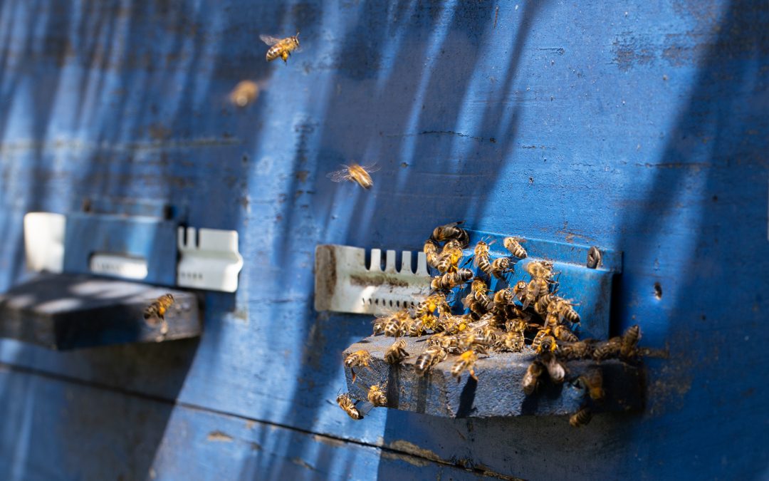 Close-up of a bee on a beehive in an apiary.