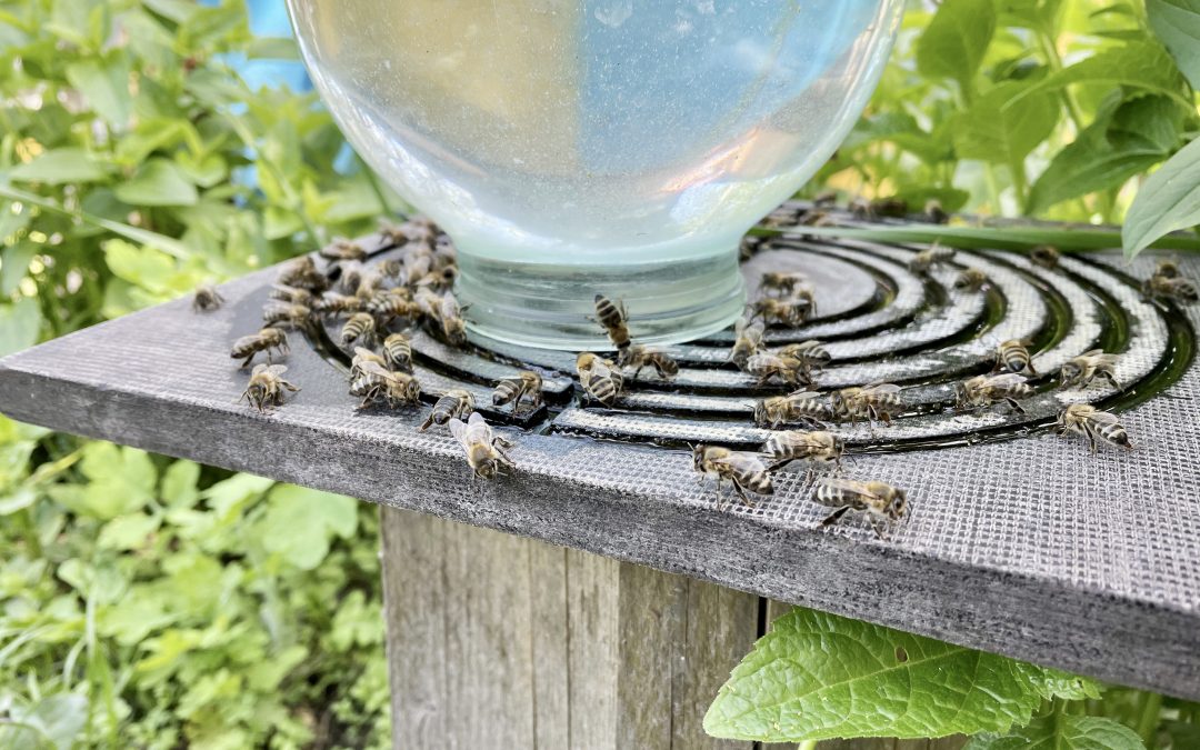 Bees drinking water.