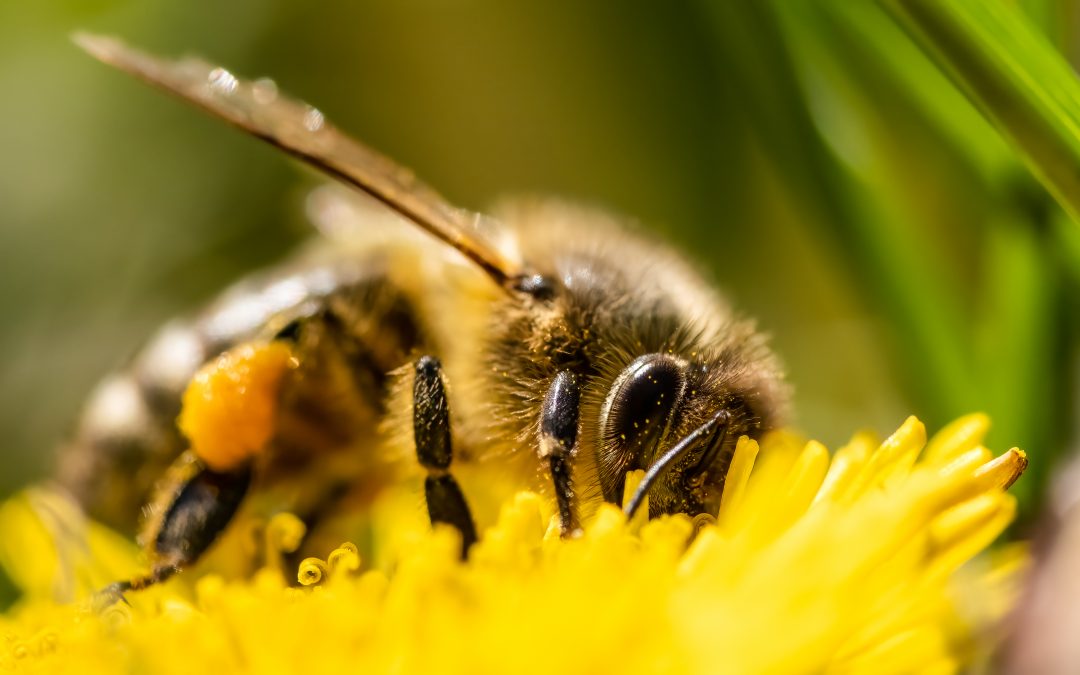 Honey Bee on Yellow Flower, Close Up Macro Selective focus