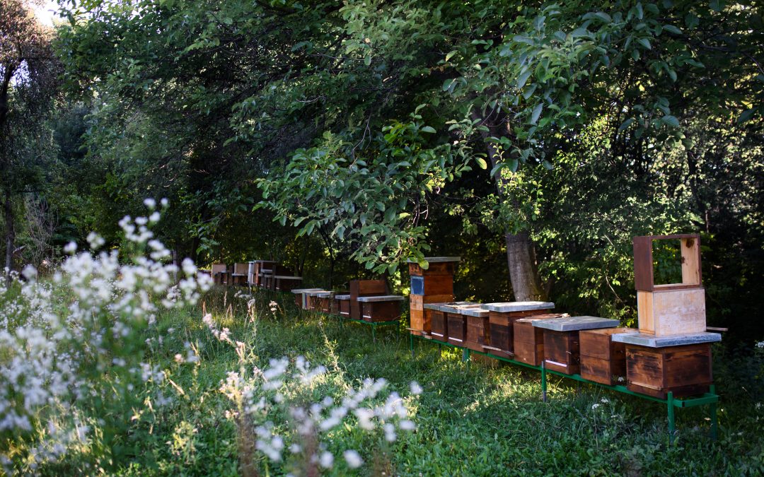 Wooden beehives under trees in the apiary.