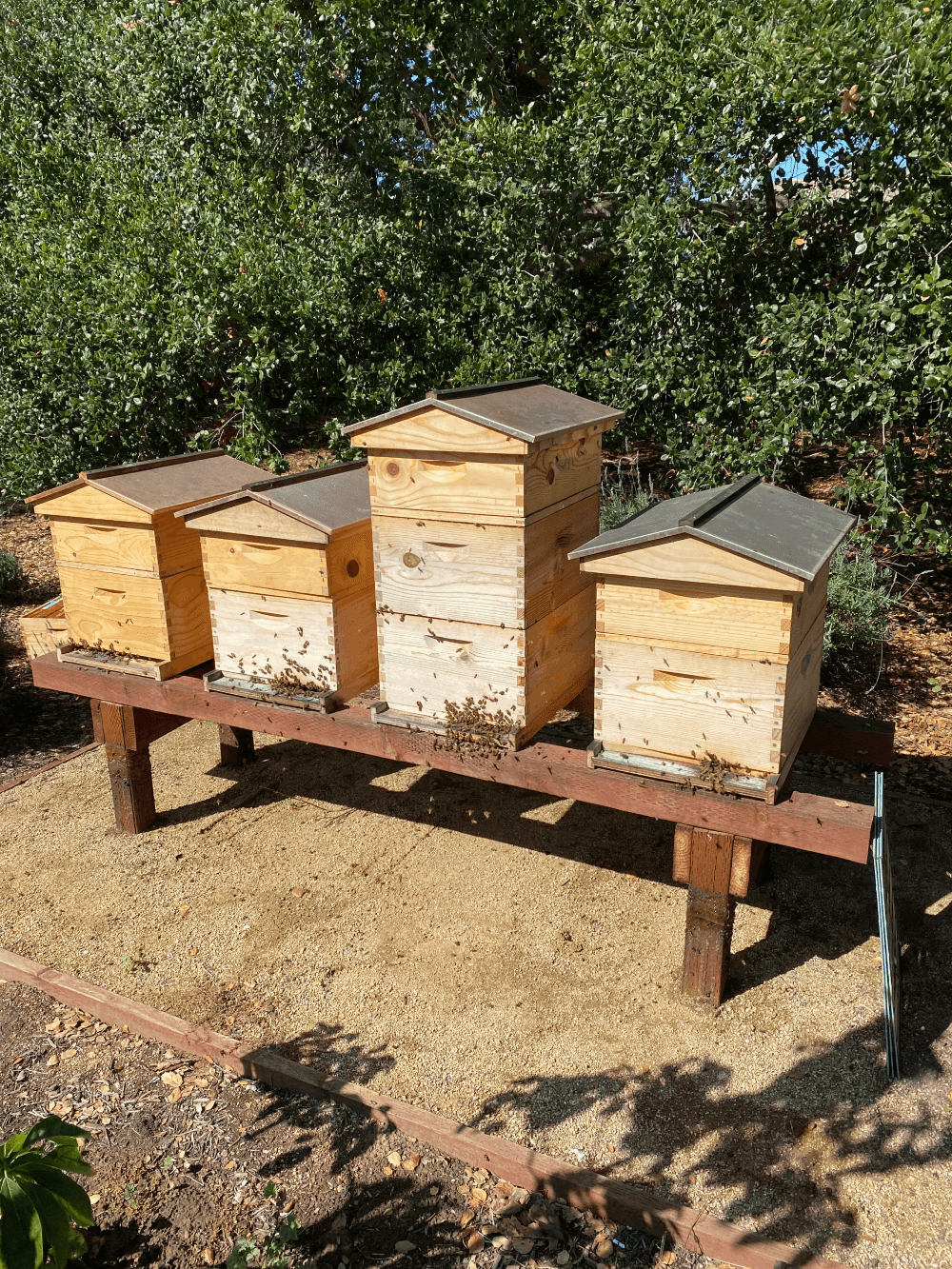 Wooden beehives under trees in the apiary.